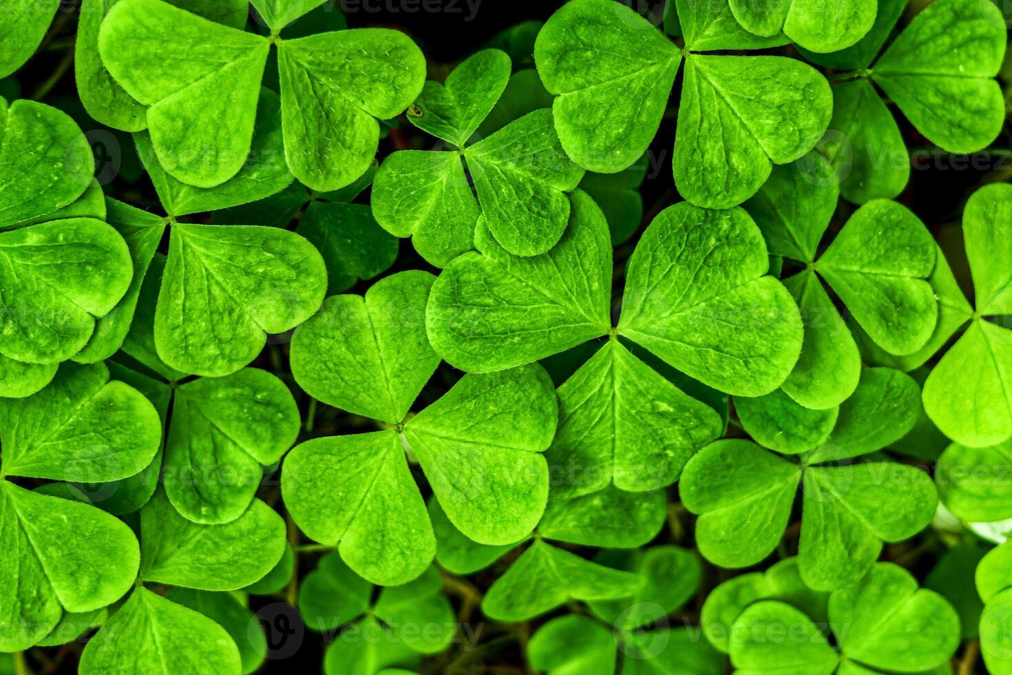 Background with green clover leaves for Saint Patrick's day. Shamrock as a symbol of fortune. photo