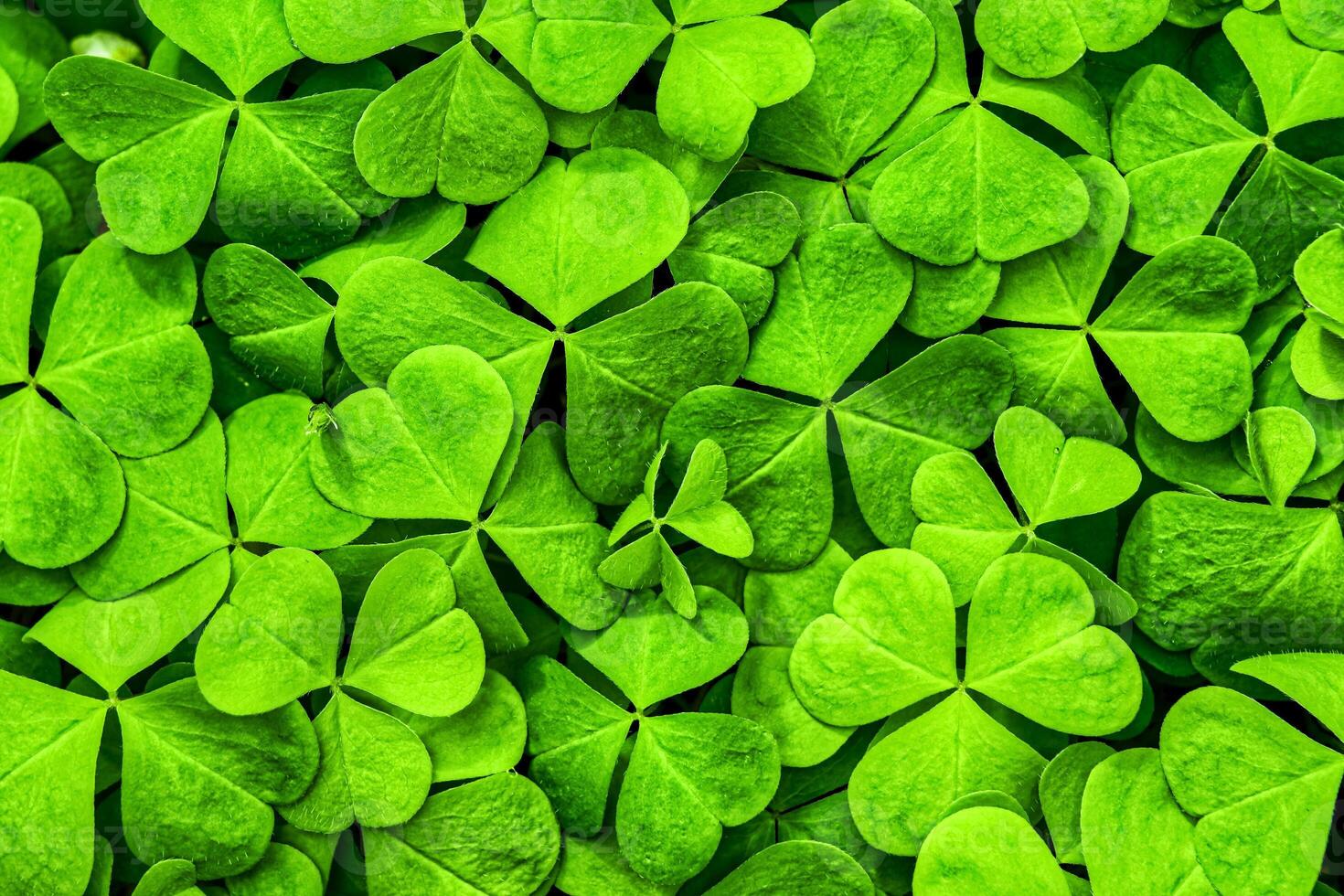 Background with green clover leaves for Saint Patrick's day. Shamrock as a symbol of fortune. photo