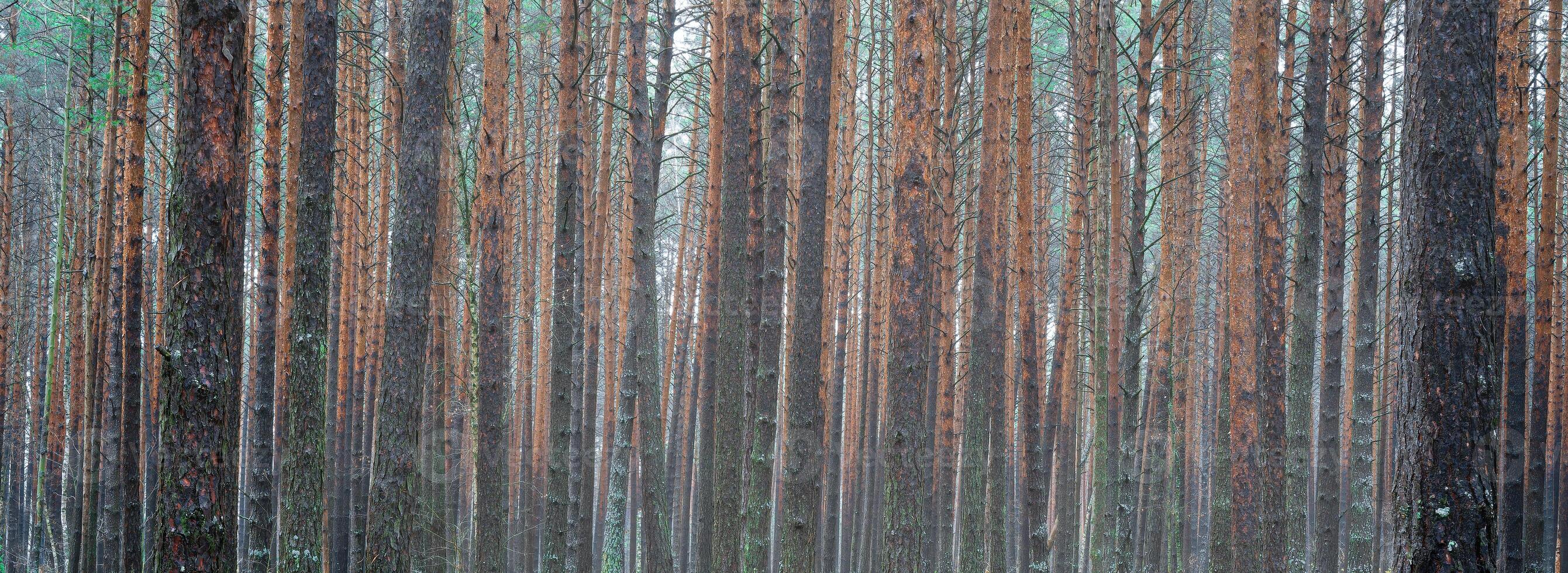 Panorama of pine autumn misty forest. Rows of pine trunks shrouded in fog on a cloudy day. photo