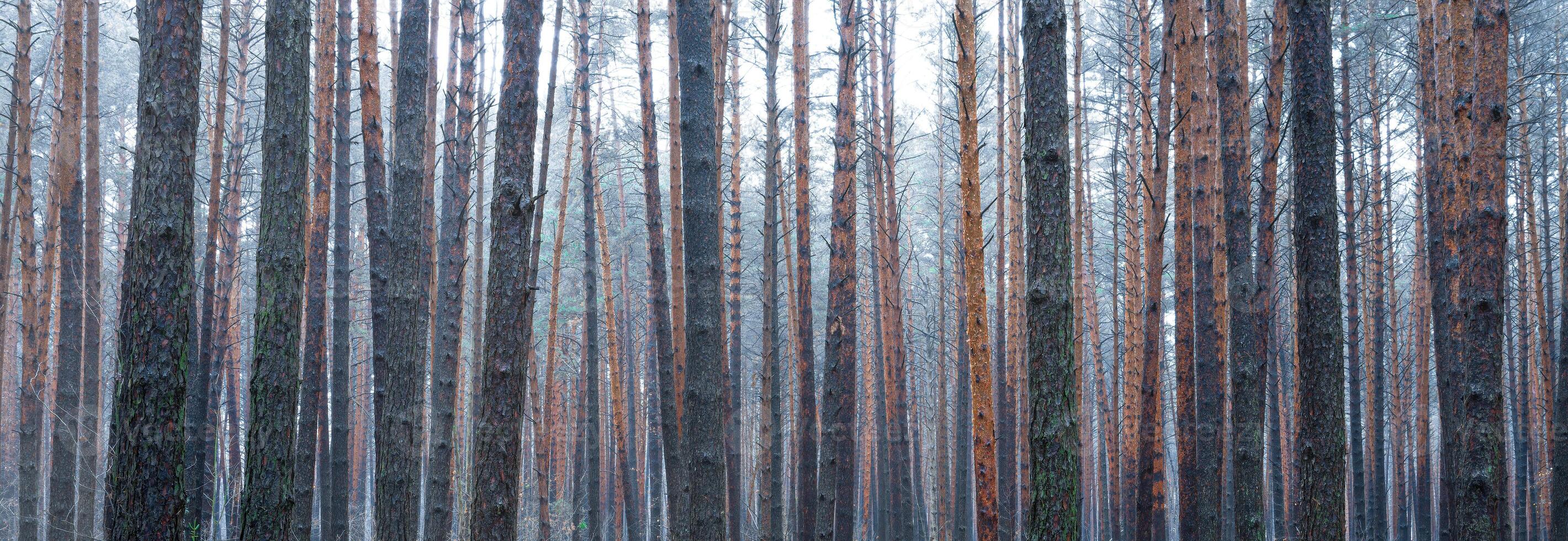 Panorama of pine autumn misty forest. Rows of pine trunks shrouded in fog on a cloudy day. photo