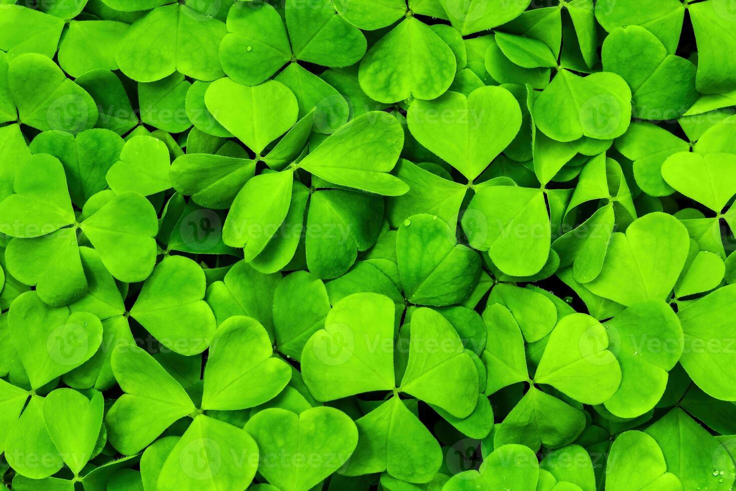 Background with green clover leaves for Saint Patrick's day. Shamrock as a symbol of fortune. photo