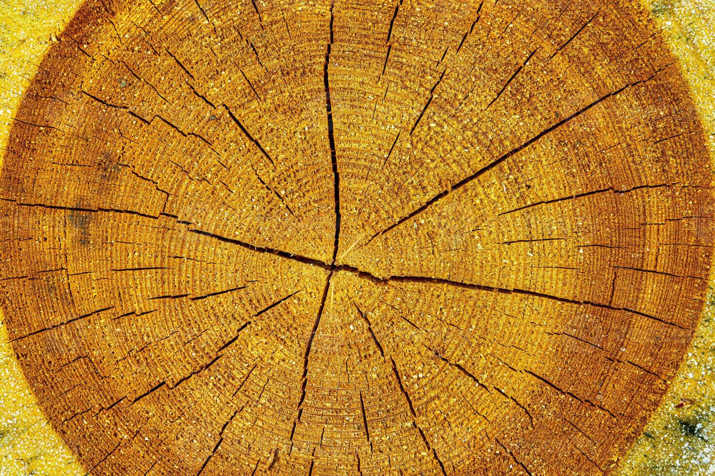 Cross section of an aged pine tree. photo
