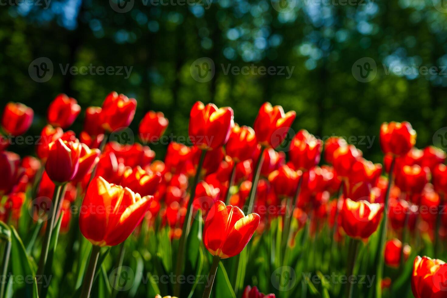 Red tulips lit by sunlight on a flower bed. Landscaping. photo
