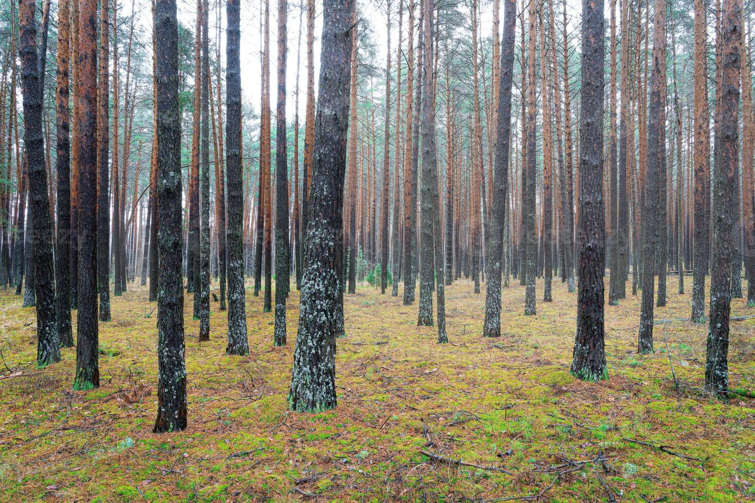 Pine autumn misty forest. Rows of pine trunks shrouded in fog on a cloudy day. photo