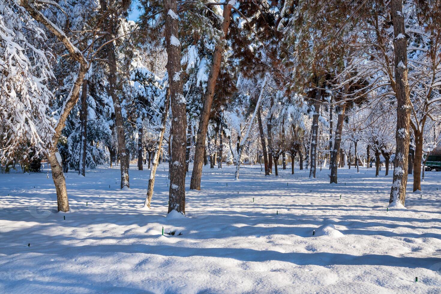 Sunset or dawn in a winter city park with trees covered with snow and ice. photo