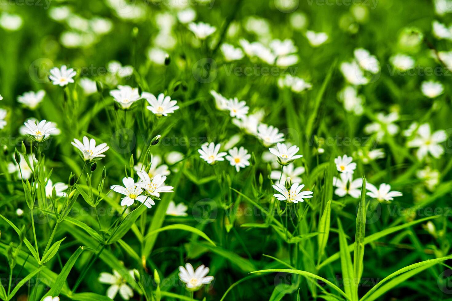 Wild flowers in the forest among the green grass in the spring or summer time of the year. photo