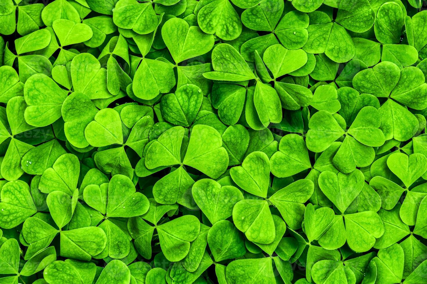 Background with green clover leaves for Saint Patrick's day. Shamrock as a symbol of fortune. photo