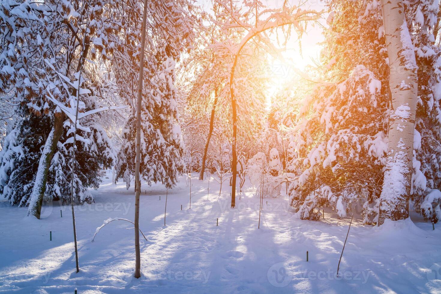 Sunset or dawn in a winter city park with trees covered with snow and ice. photo