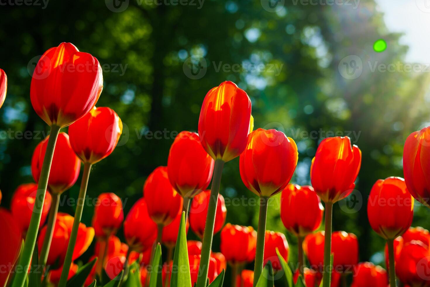 Red tulips lit by sunlight on a flower bed. Landscaping. photo