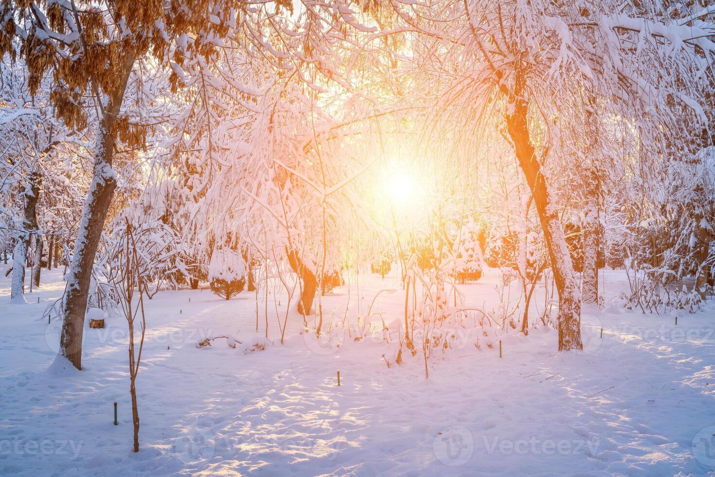 Sunset or dawn in a winter city park with trees covered with snow and ice. photo