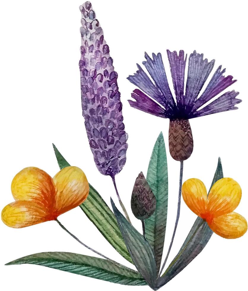 Summer composition bouquet of wildflowers cornflowers isolated vector