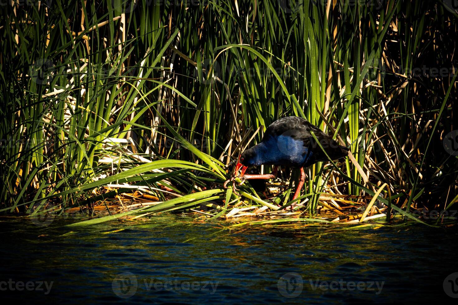 Foraging Pukeko in Marsh Reeds photo