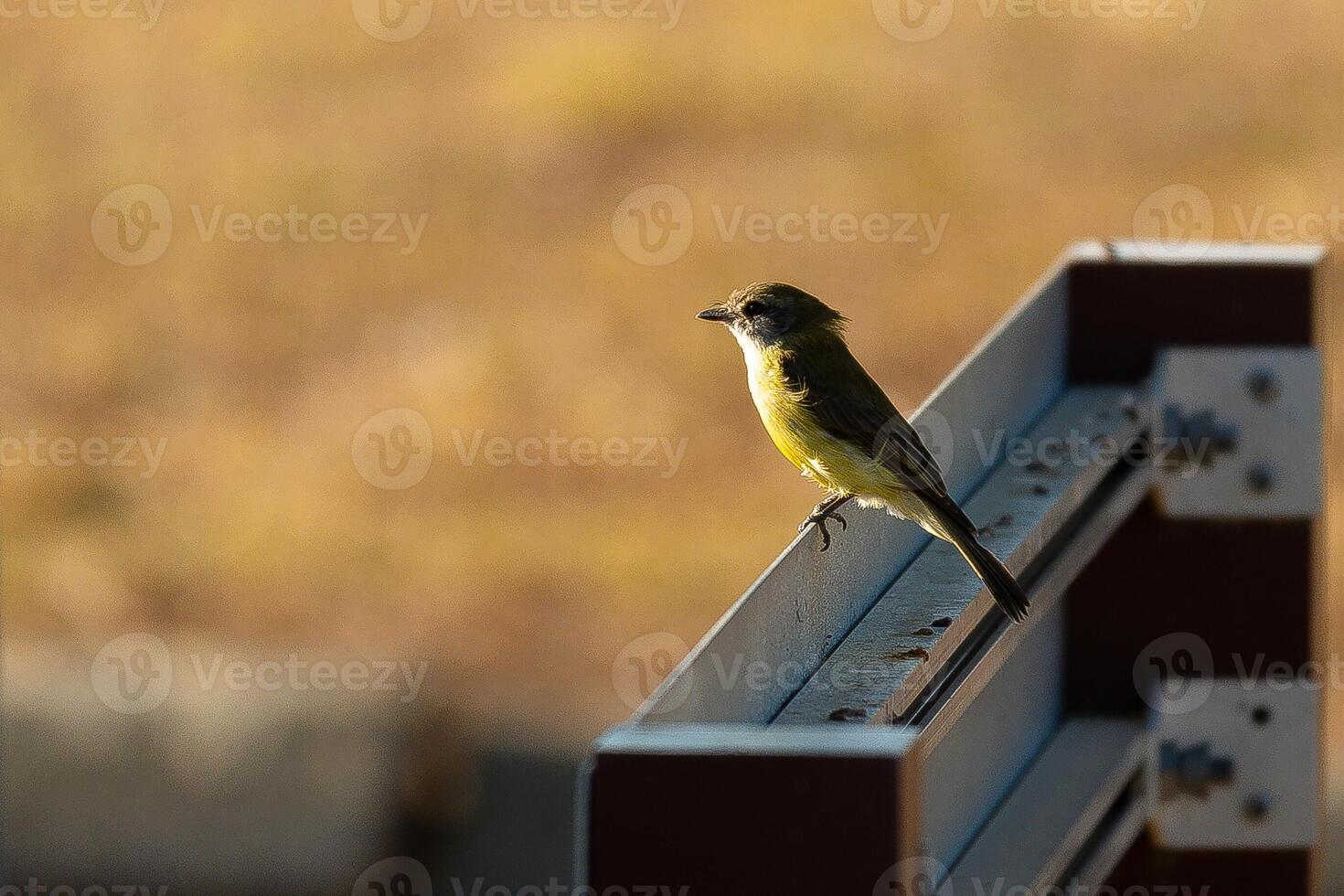 Perched Phoebe one photo