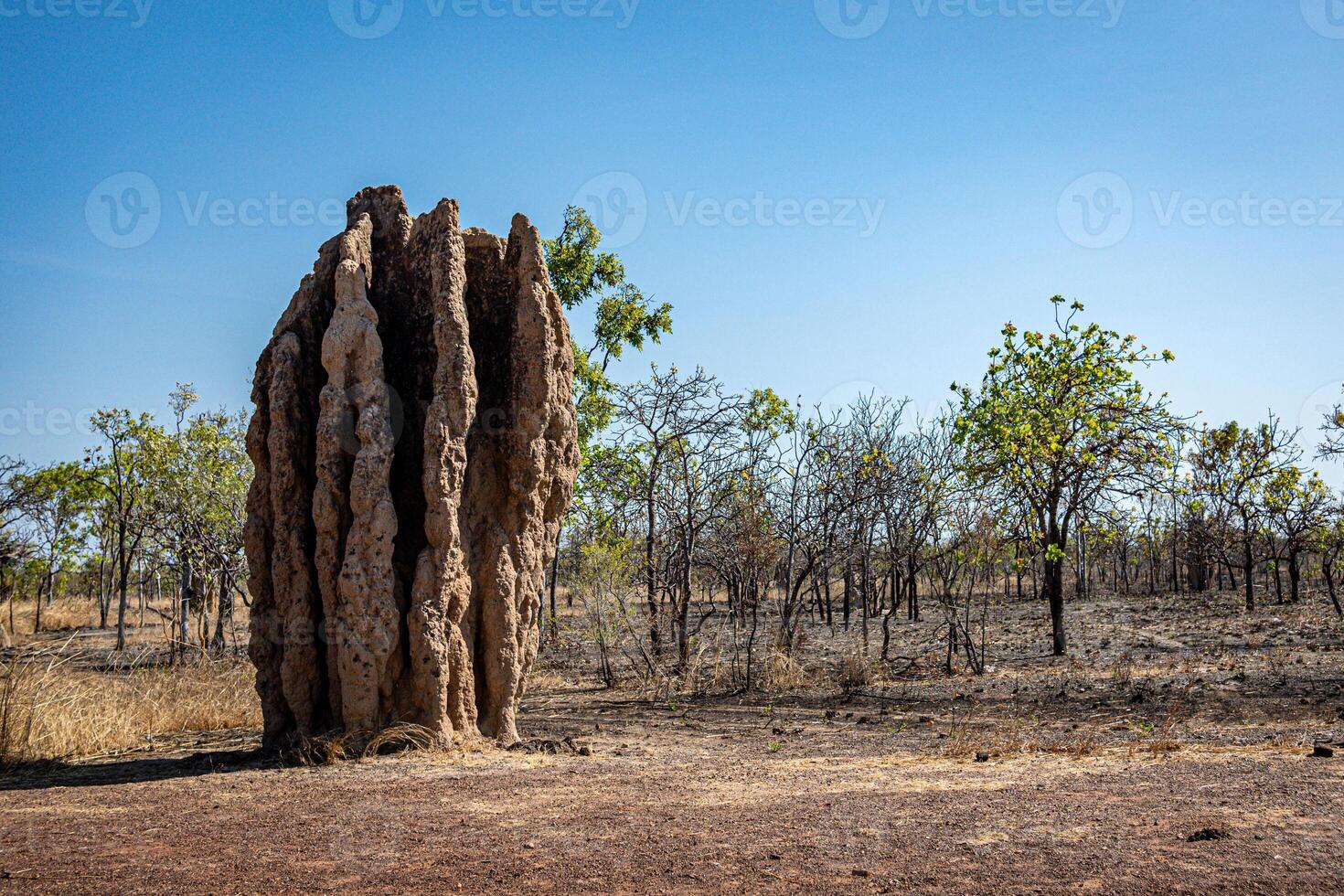 Termite Tower one photo