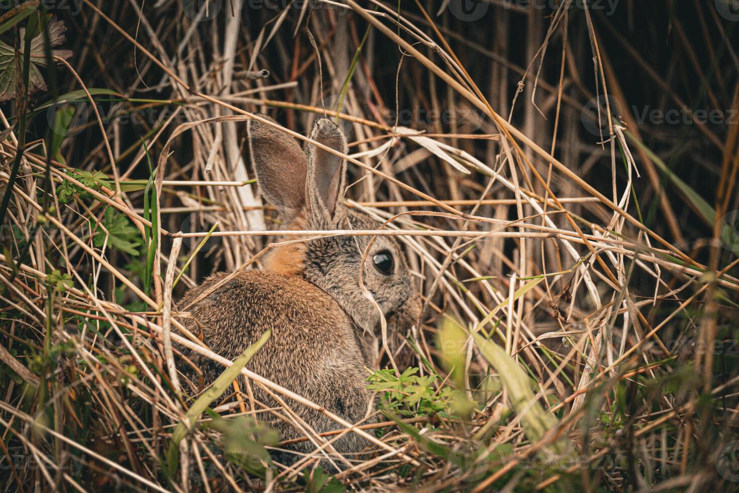 Rabbit in Natural Hideout photo