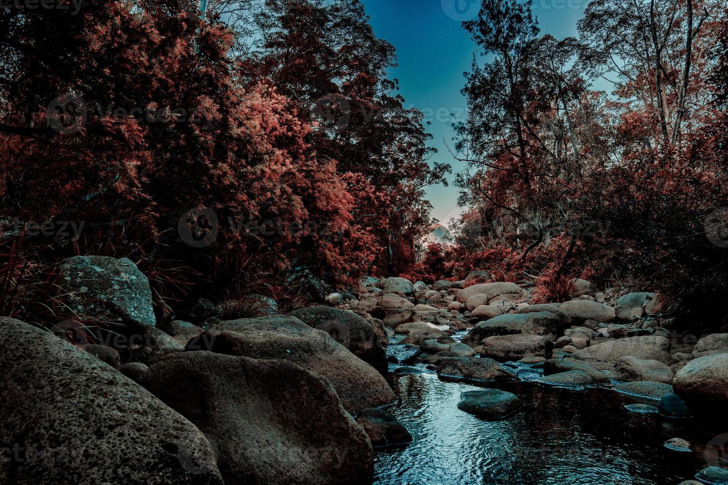 Twilight Embrace of the Forest River photo