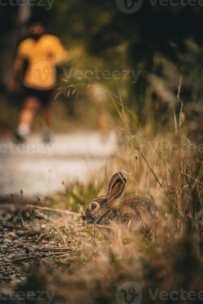 Trail Runner and the Rabbit photo