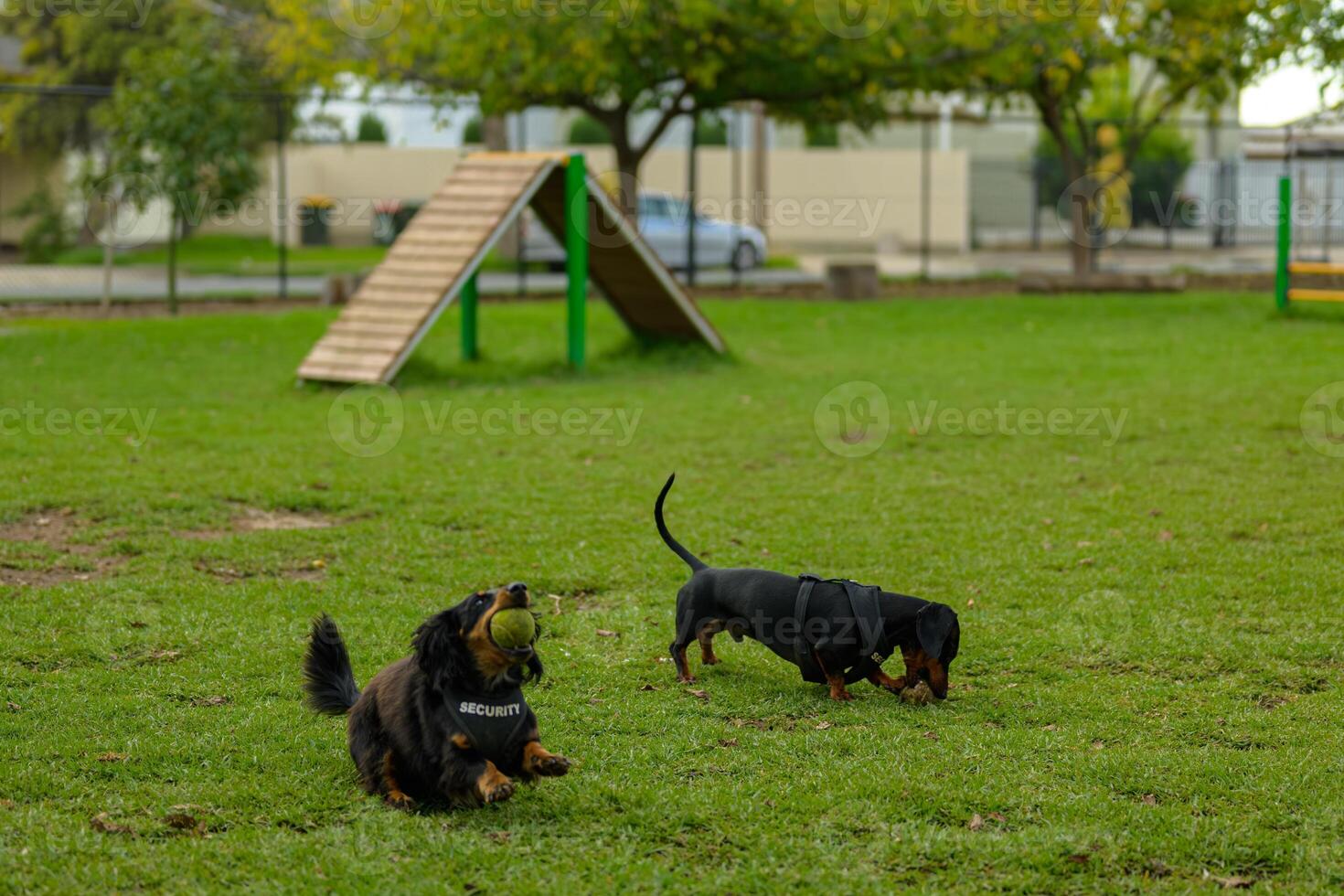 Canine Companions Playtime photo