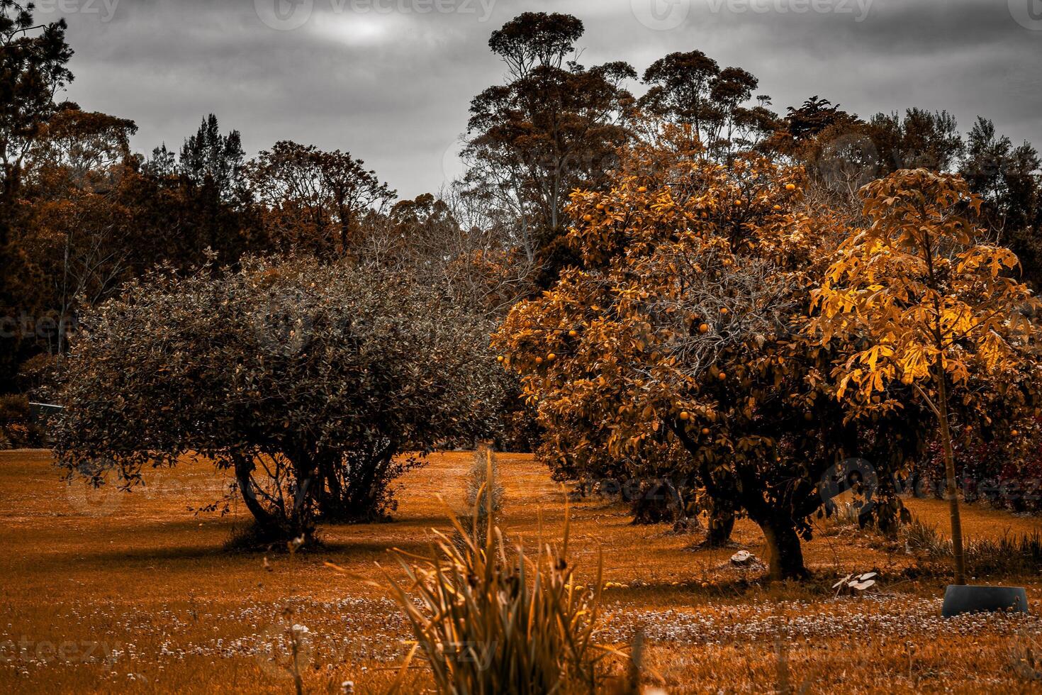 Orchard in Sepia photo
