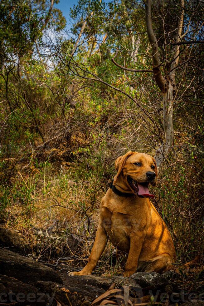 Dog Leading the Way on Hike photo