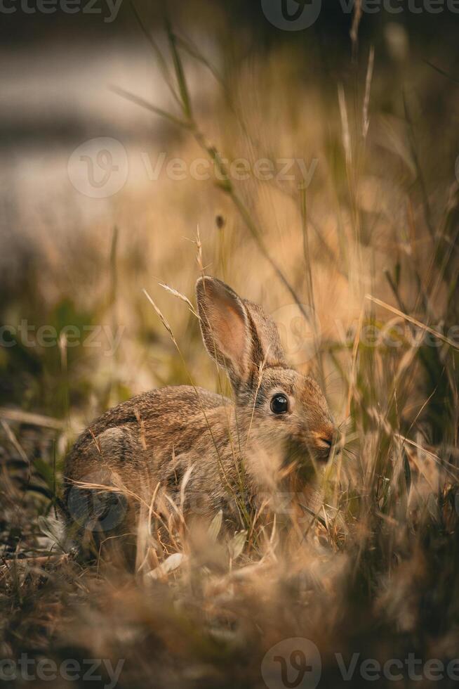 Hidden in the Grass photo