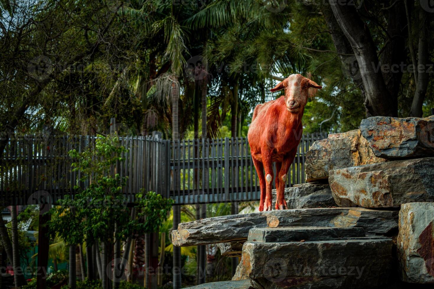 Red Goat on a Rocky Outcrop photo
