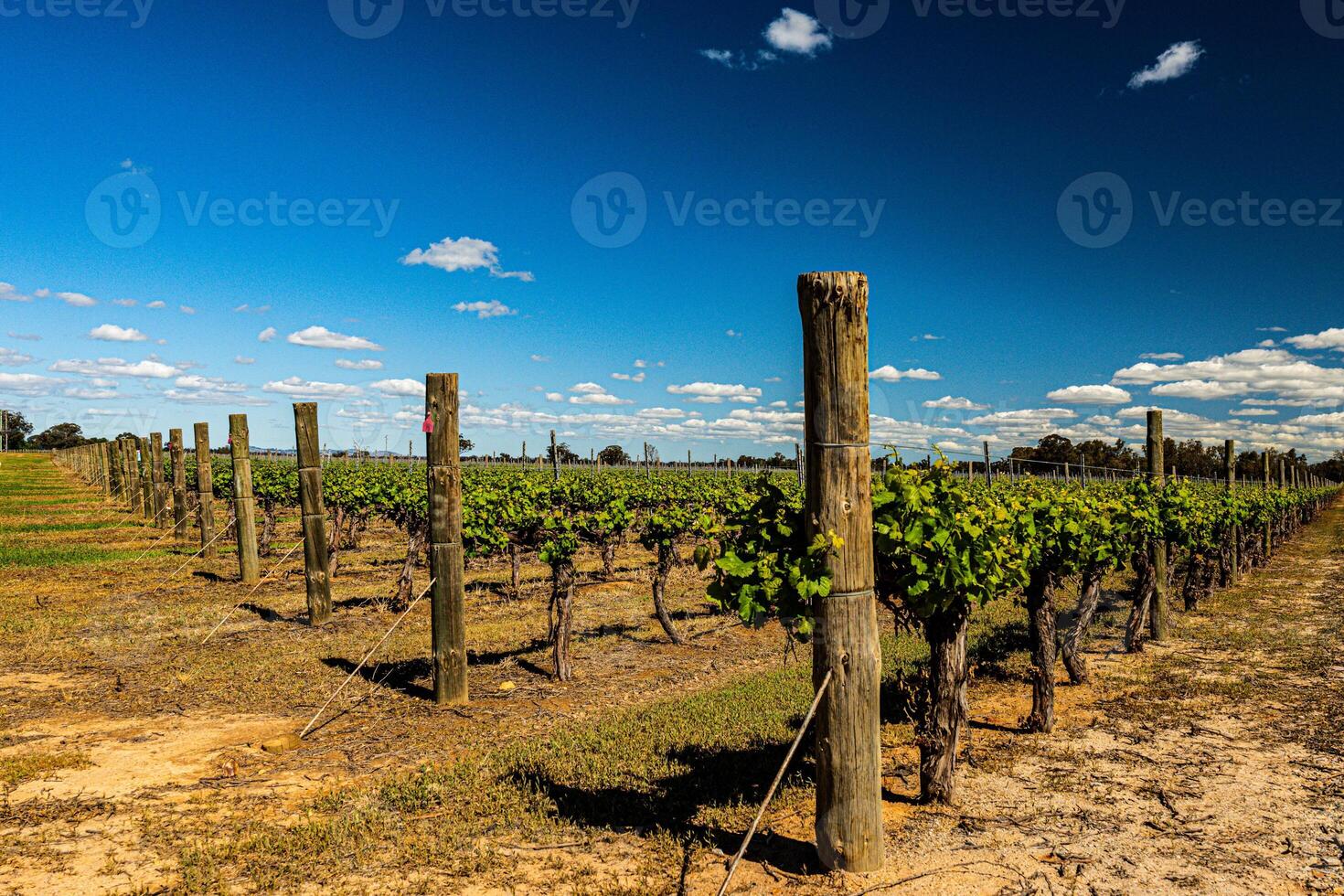 Close-Up of Vineyard Row photo