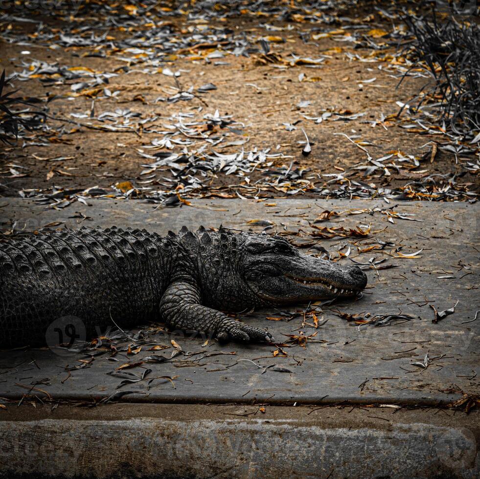 Basking Alligator on Riverside photo