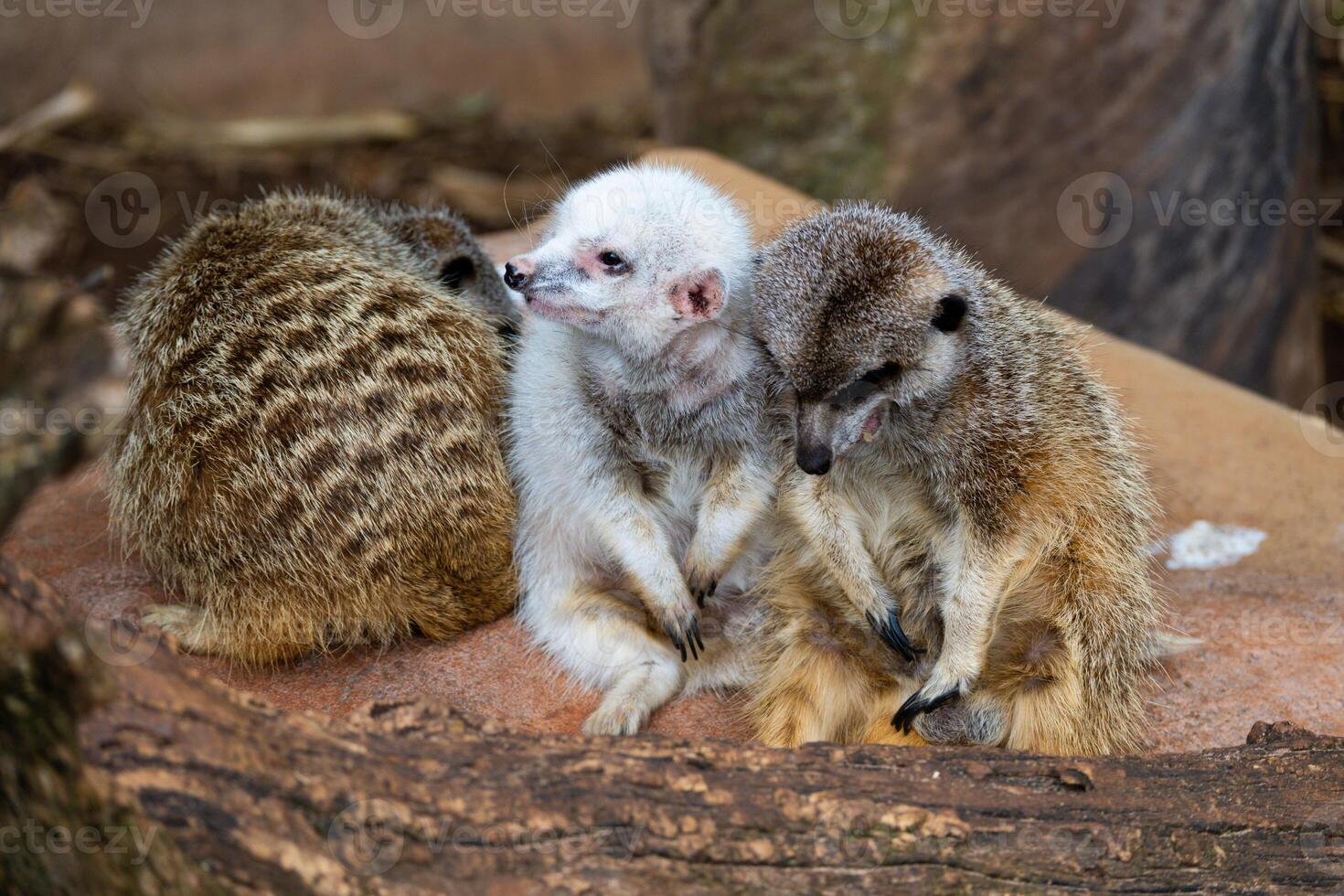 Cuddle Huddle of Meerkats photo