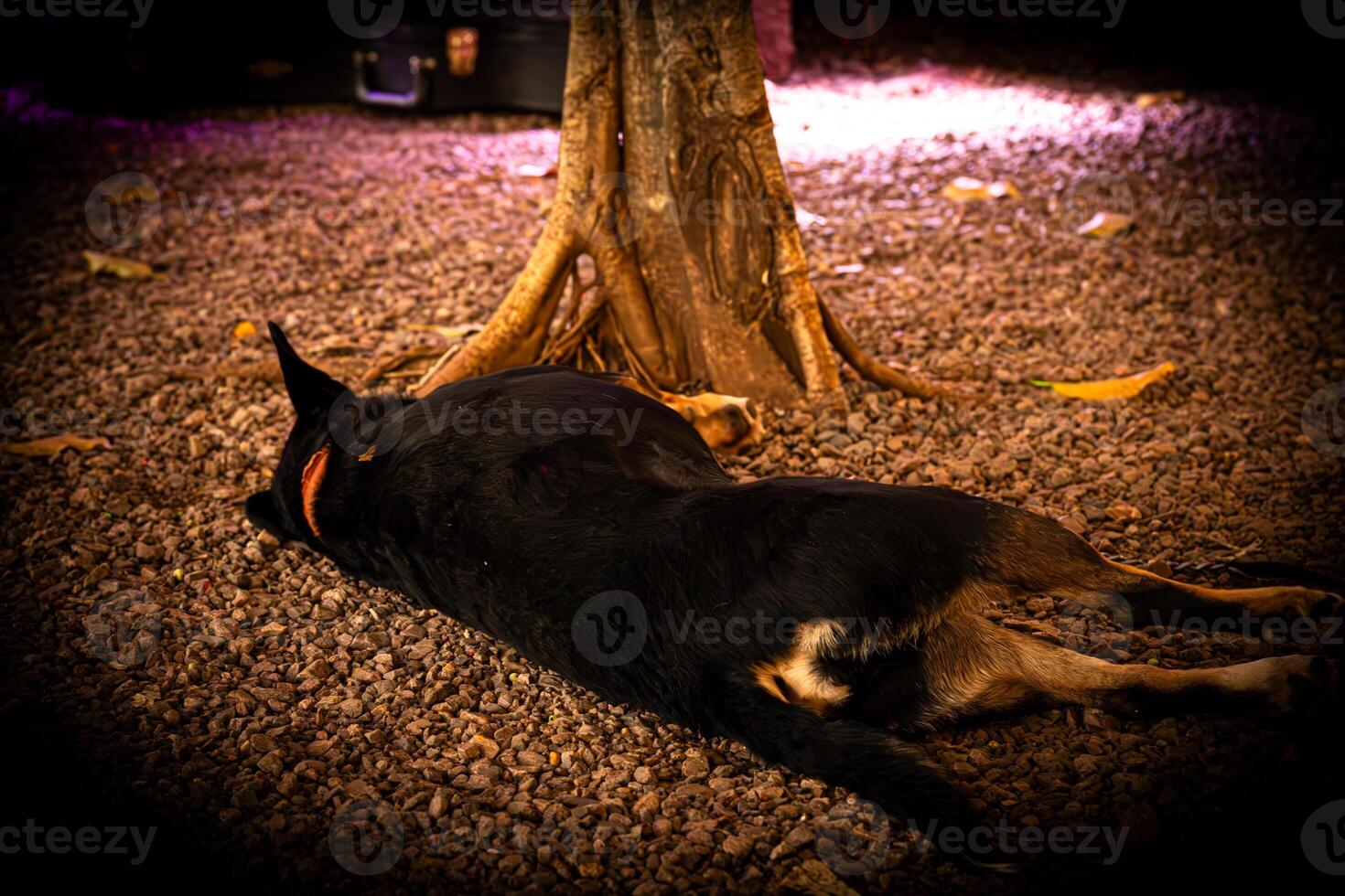 Repose Under the Tree photo