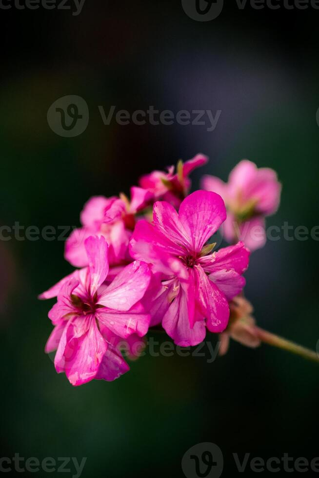 Crimson Petals in Focus photo