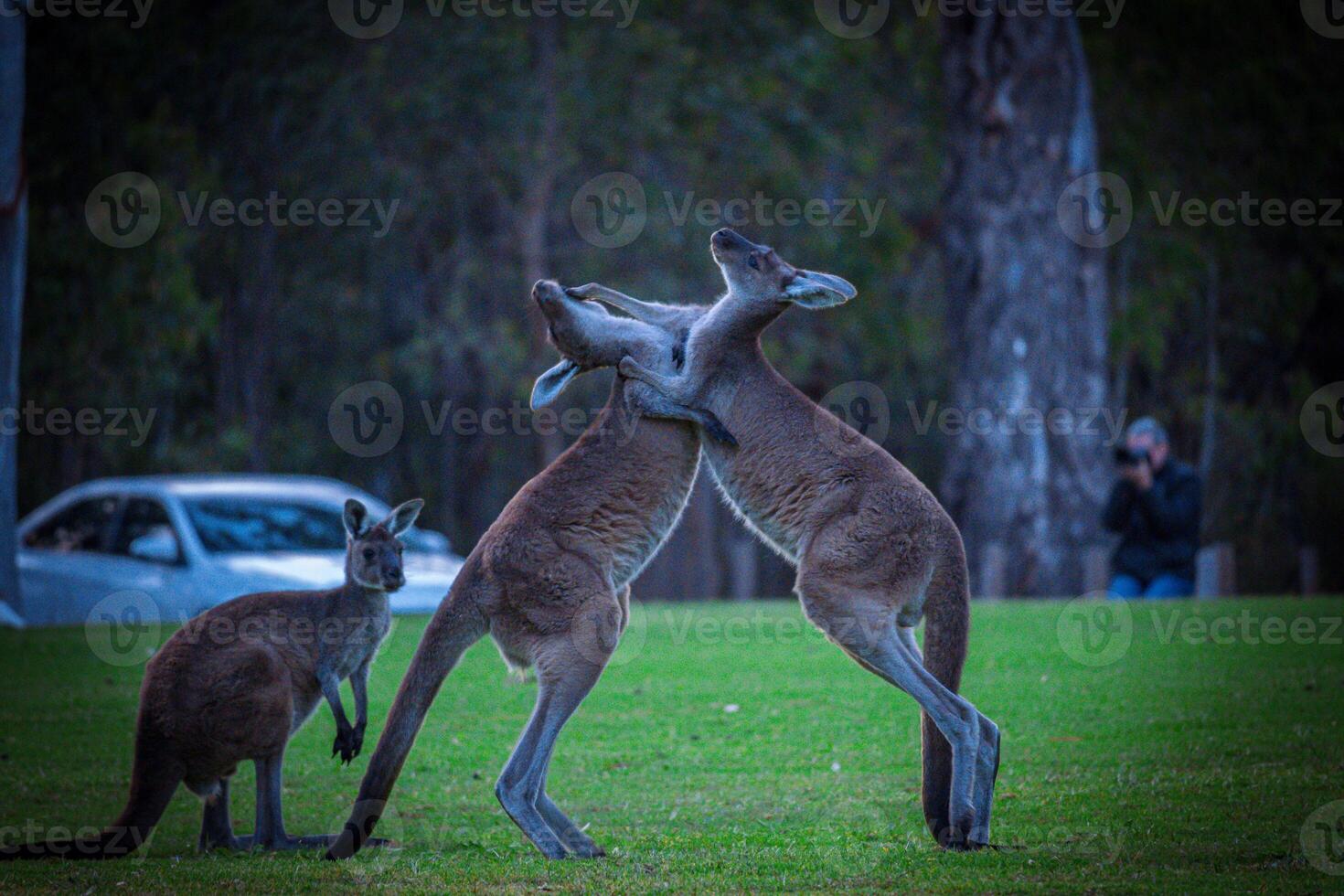 Dueling Kangaroos in Dusk Light photo