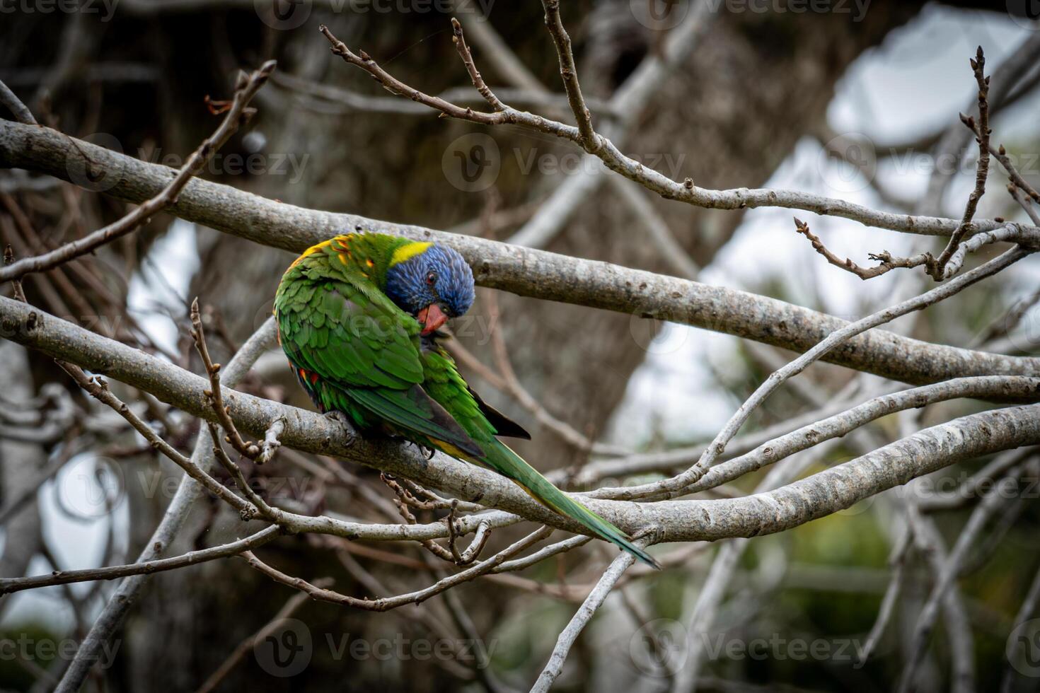 Rainbow Lorikeet Grooming photo