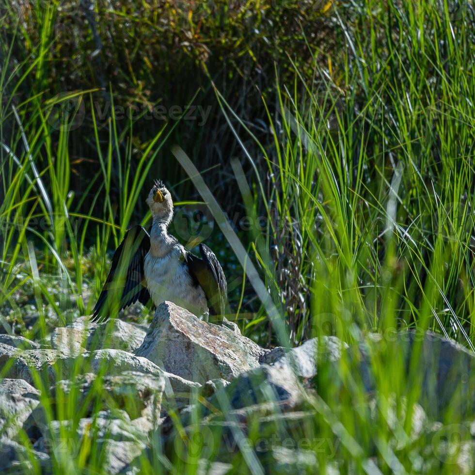 Gaze of Anticipation photo
