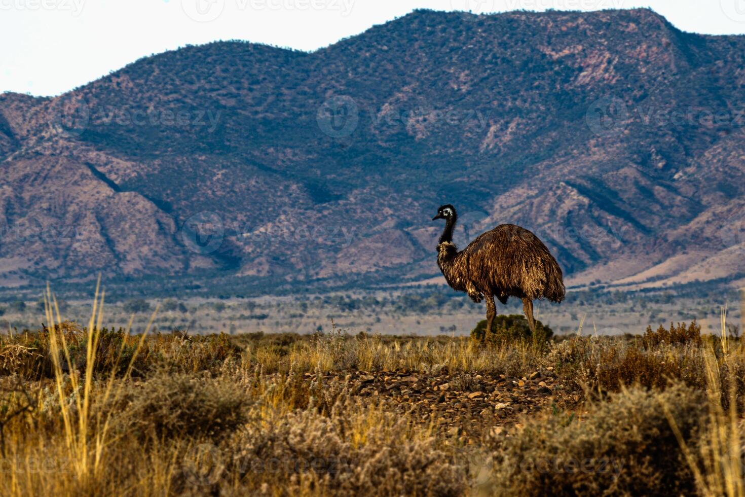 Emu Surveying the Wilderness photo