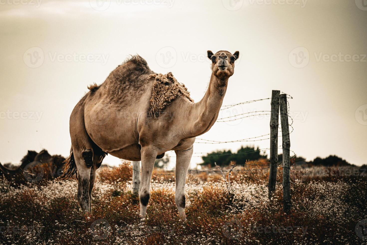 Serene Camel Grazing photo