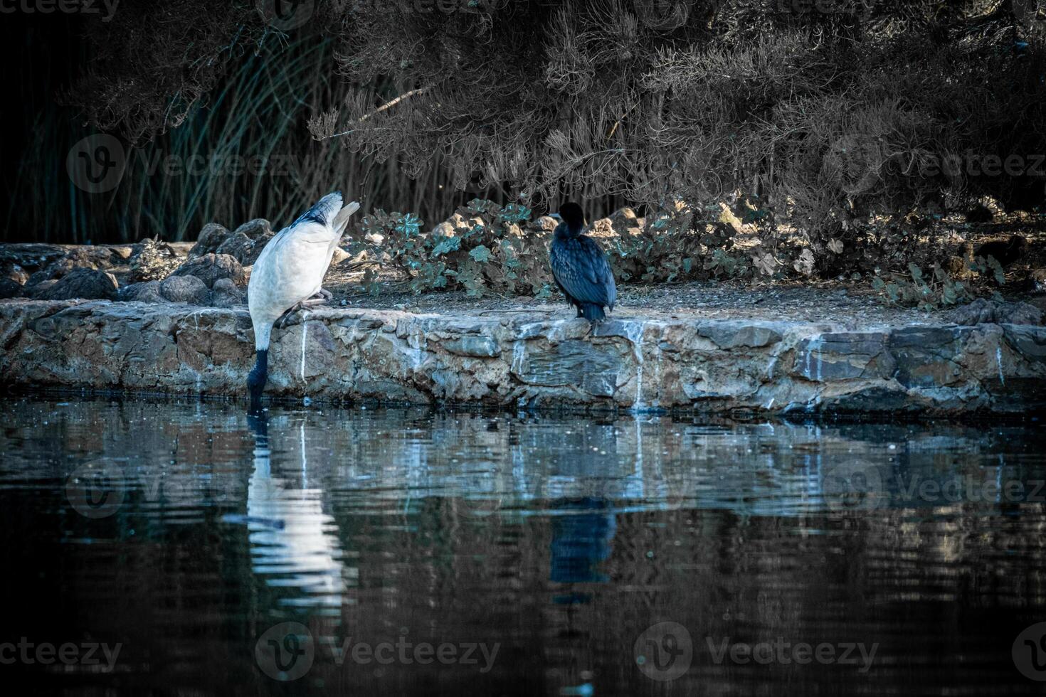 Ibis and Companion Reflecting photo