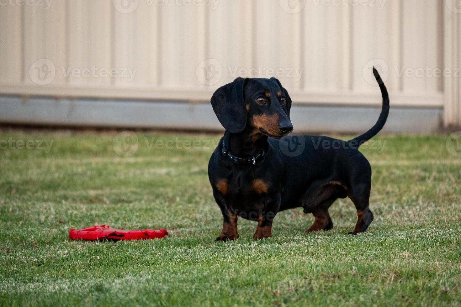 Ready for Fetch photo