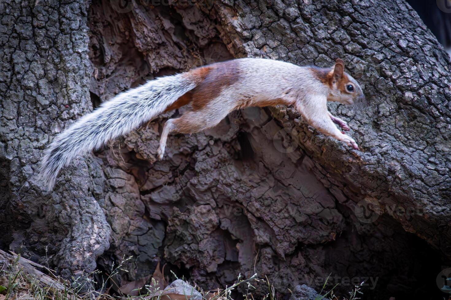 Squirrel on the Move photo