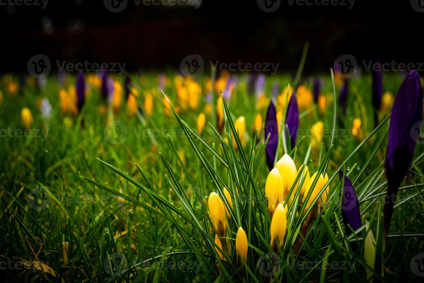 primavera azafrán sinfonía foto