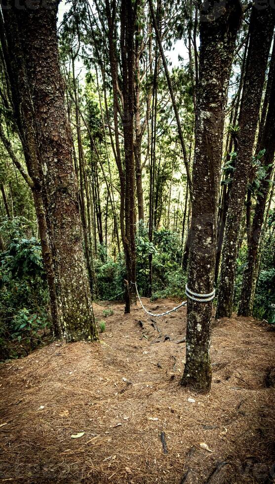 Mysterious Forest Path photo