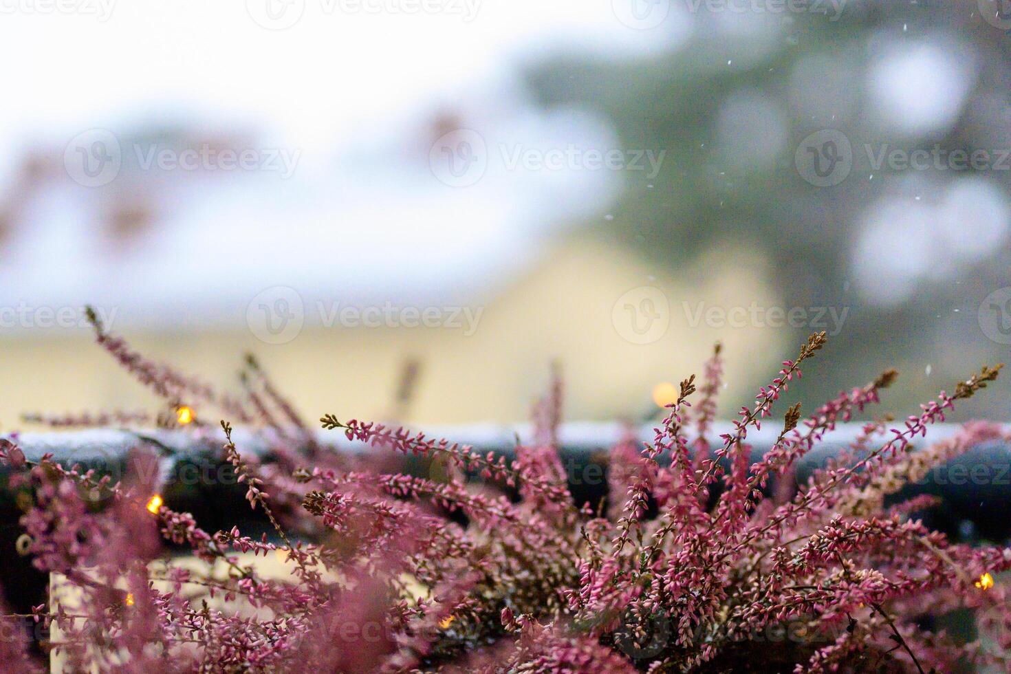 Frosty Twilight Flora photo