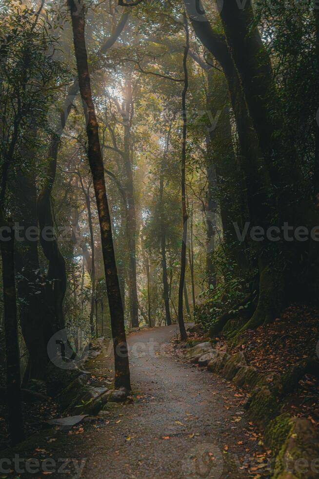 místico bosque camino foto
