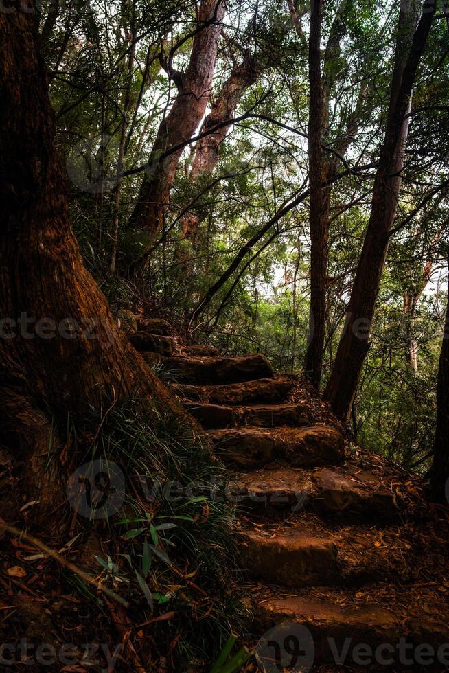 Forest Stairway to Seclusion photo