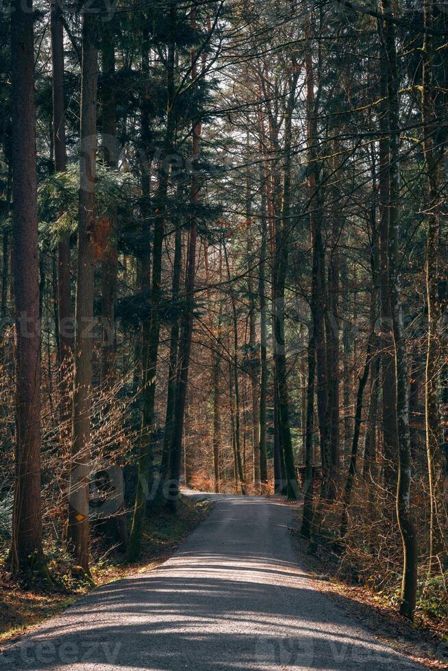 Forest Path Serenity photo