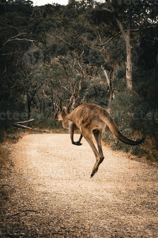 majestuoso canguro salto foto