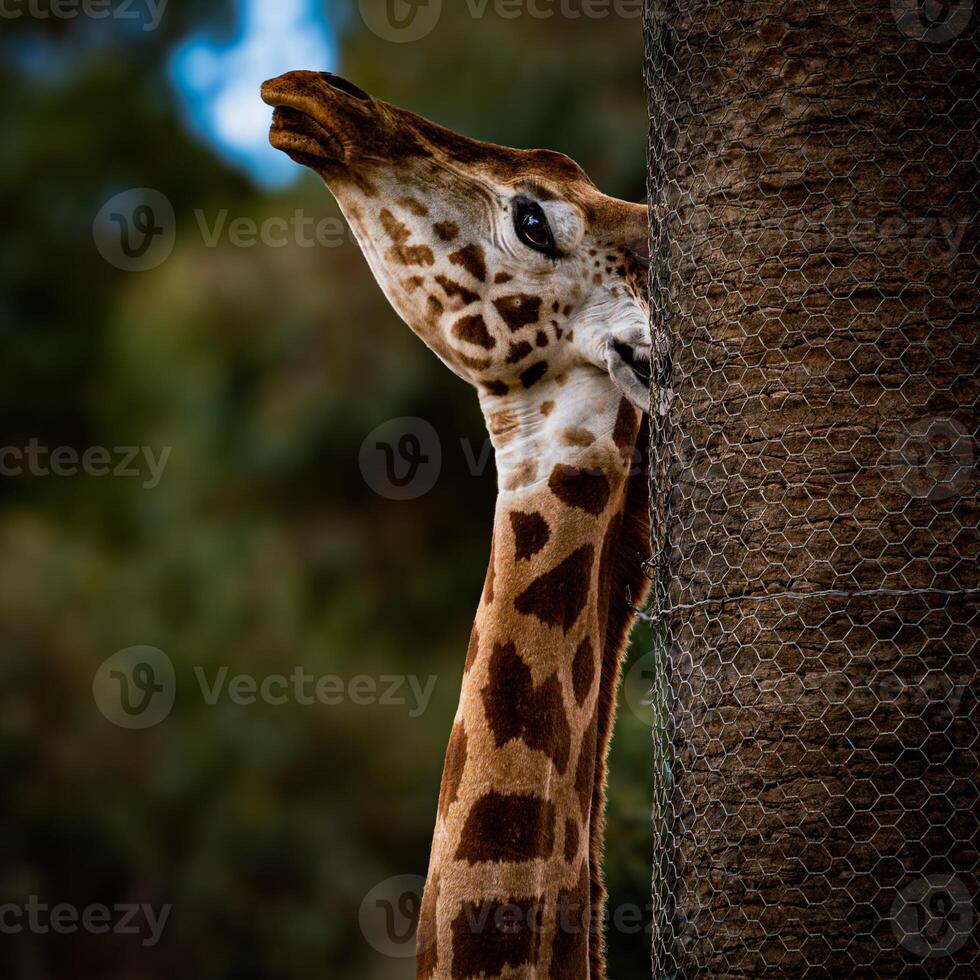 Giraffe's Gentle Embrace photo
