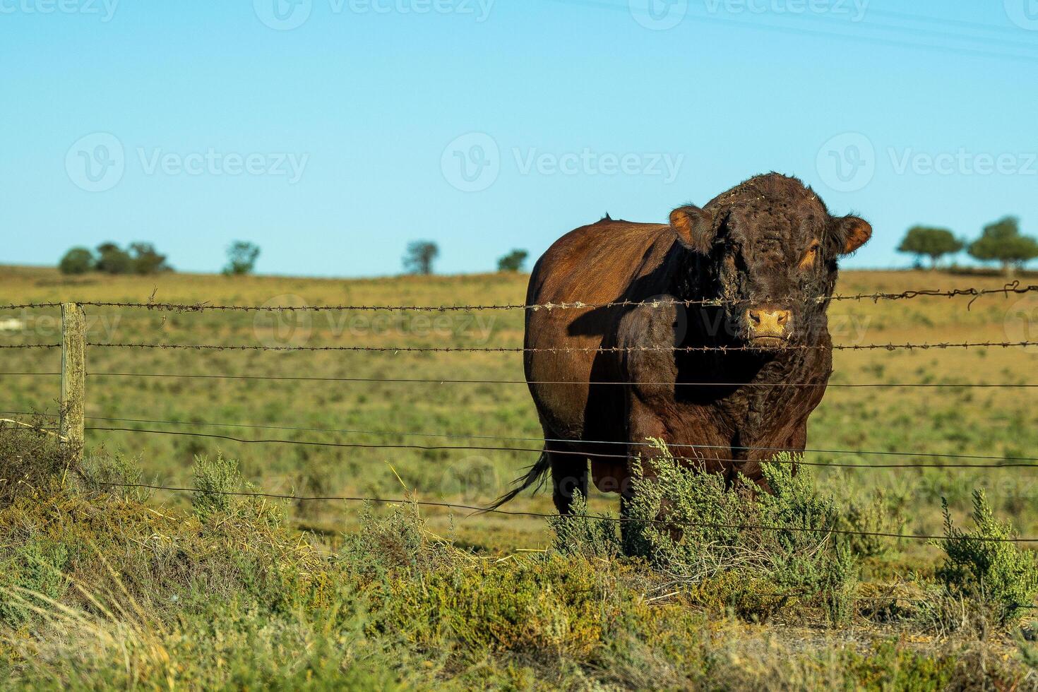 Sunlit Stare of the Pasture King photo