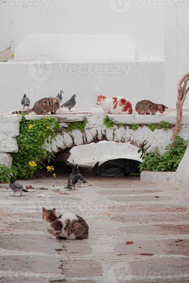 Feline Gathering Spot photo