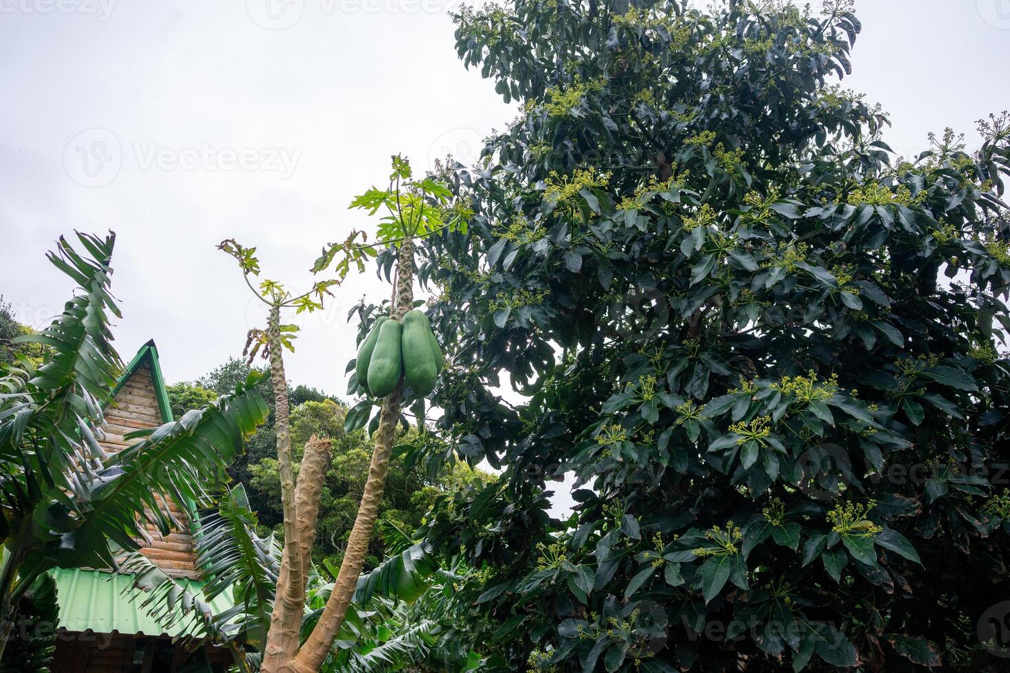 papaya arboles cargado con maduro fruta, vibrante colores, y lozano follaje. Perfecto para tropical temas y agrícola conceptos. foto